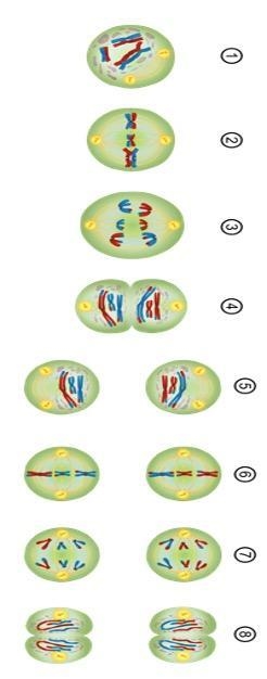 PLEASE HELP!!! (50 POINTS) Fill in the table with the name of each phase of meiosis-example-1