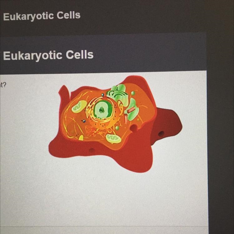 Which type of cell is pictured on the right? eukaryotic prokaryotic-example-1