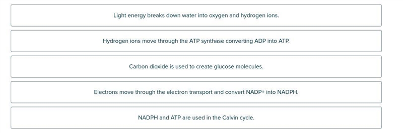 Okay so I need the steps of photosynthesis in the right order, I'm taking a test on-example-1