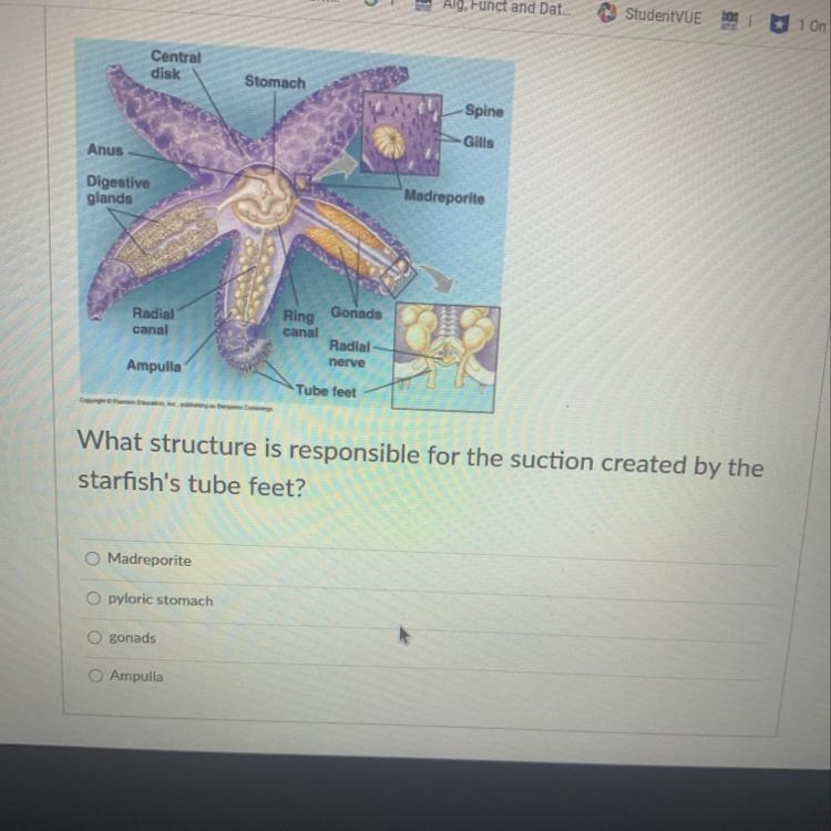 What structure is responsible for the suction created by the starfish's tube feet-example-1