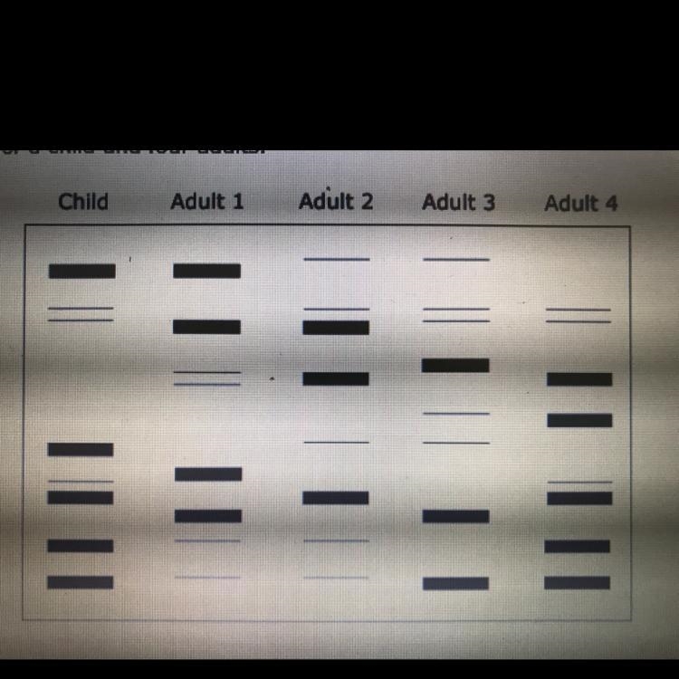 This diagram shows DNA fingerprints for a child and four adults. Which adult is most-example-1