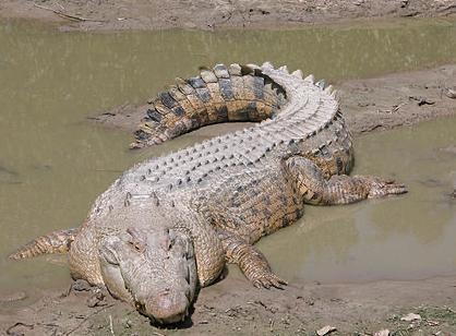 Jaguar vs Sea-Going Crocodile who do you think will win? I think that the crocodile-example-1