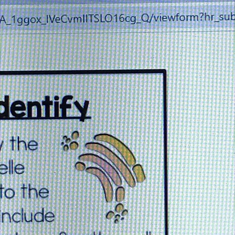 Identify the organelle pictured to the right and include 3 things it does for the-example-1