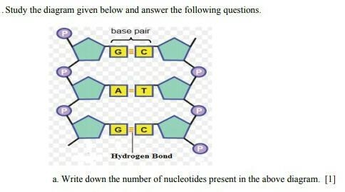 Write down the number of nucleotide present in the above diagram ​-example-1