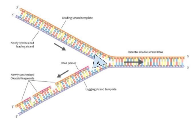 DNA stores the information needed to build and control the cell. The transmission-example-1