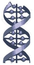 Choose the correct function for the biomolecule represented in the diagram – A) Energy-example-1