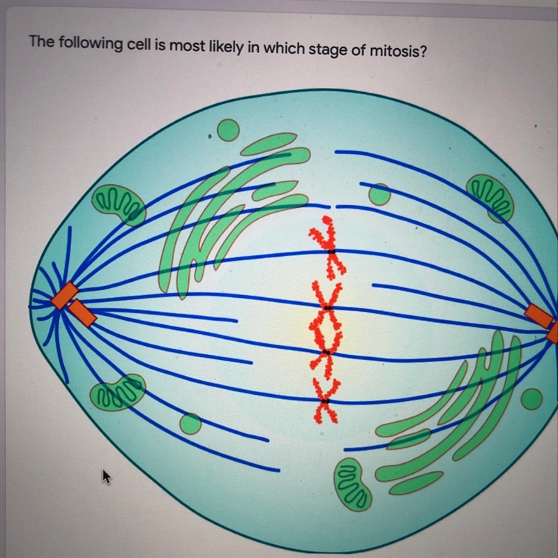 A. interphase b. prophase c. metaphase-example-1