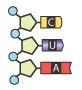 Which tRNA anticodon will complement this mRNA codon? A. Anticodon A B. Anticodon-example-1