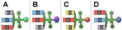 Which tRNA anticodon will complement this mRNA codon? A. Anticodon A B. Anticodon-example-2