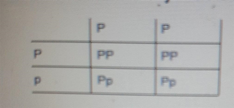 Phenotype and genotype of this punnet square? ​-example-1