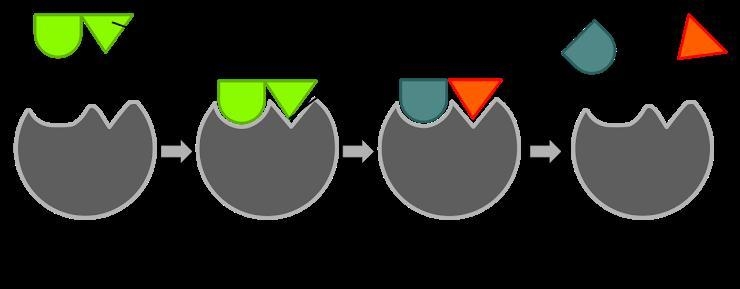 PLEASE HELP!! The process, below, does what to benefit a cell? * Prevents osmosis-example-1