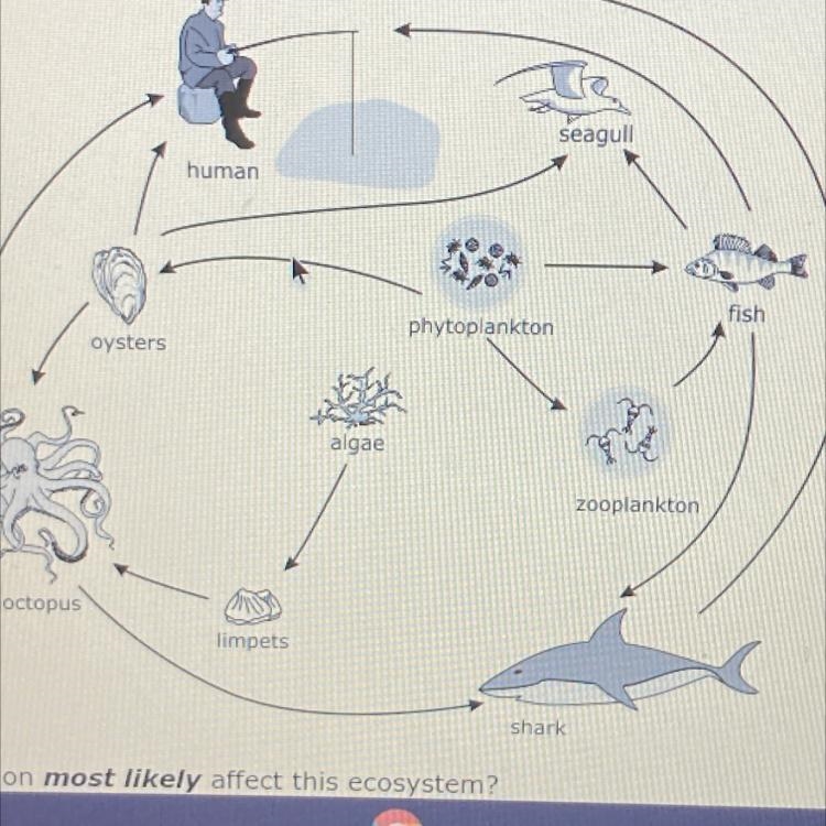 How would an increasing shark population most likely affect this ecosystem?-example-1