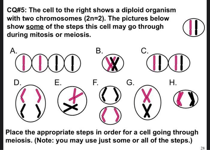 CELL. MITOSIS or MEIOSIS?..... PHASE....... EXPLANATION a. Mitosis or meiosis: Meiosis-example-1