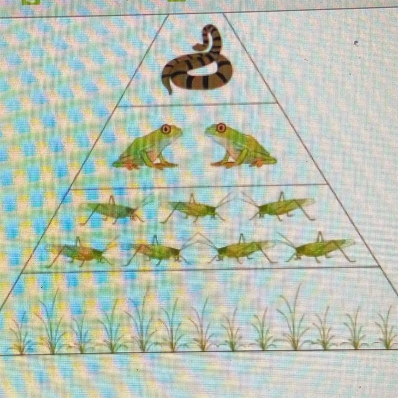 In this food chain, how many types of primary consumers ( herbivores ) are included-example-1