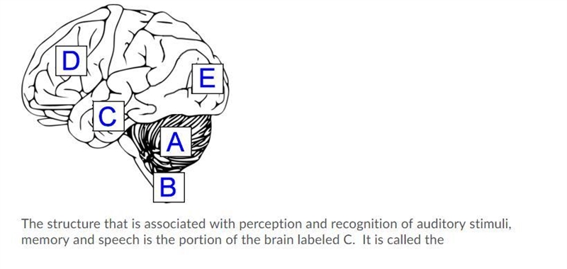 The structure that is associated with perception and recognition of auditory stimuli-example-1