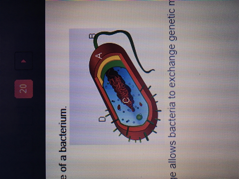 Which of the labeled structures in the image allows bacteria to exchange genetic material-example-1