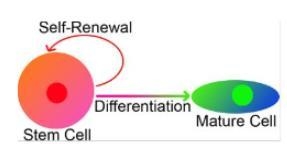 Students were asked to create a model of stem cell differentiation. The diagram shown-example-1