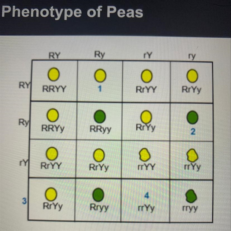 Identify the genotype for each numbered item .-example-1