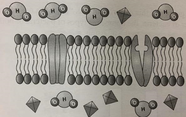 Can someone help me with this please? >> Analyze the structure in the diagram-example-1