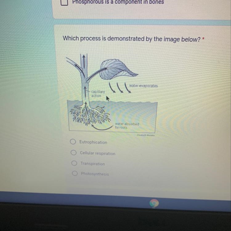 Which process is demonstrated by the image below?* 10 points water evaporates capillary-example-1