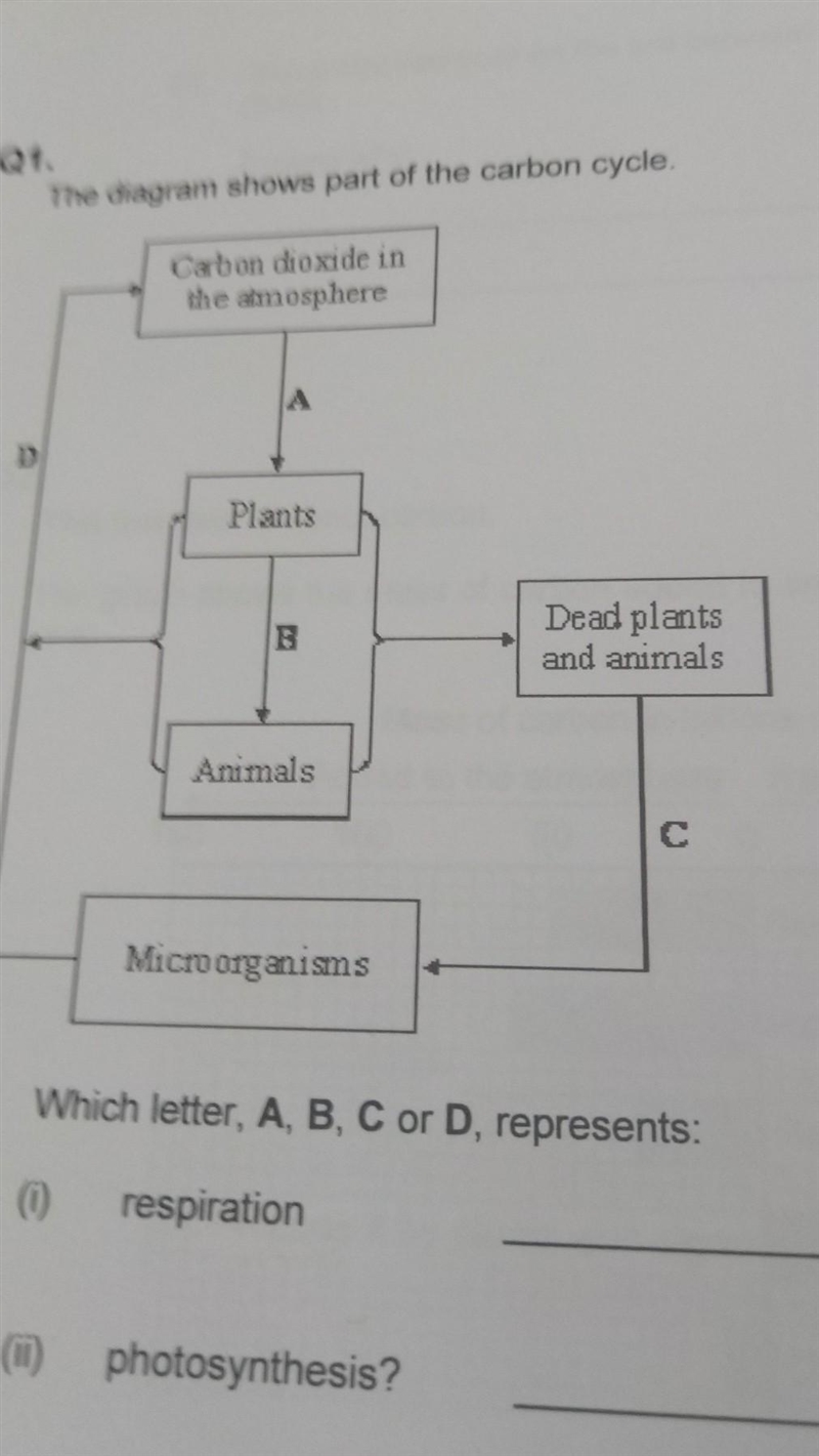 Which letter a b c or d represents respiration photosynthesis​-example-1