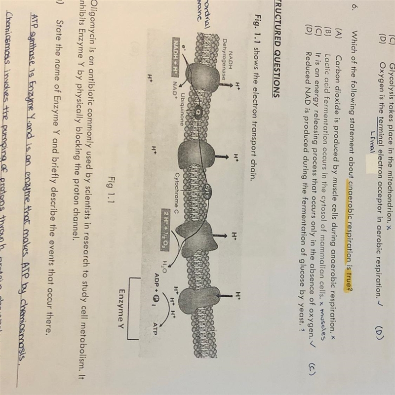 PLEASE HELP 1. With the help of Fig 1.1, explain why the inner membrane of the mitochondrion-example-1