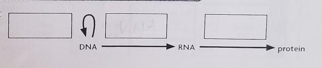 Label the drawing to the right with the names of the three processes involved in the-example-1