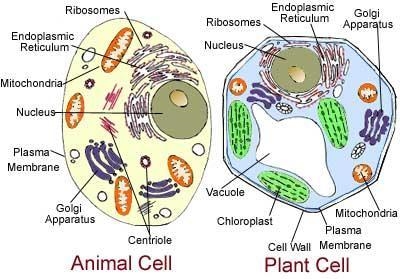 Plant and animals cells have a lot in common. Compare and contrast the two cells. Select-example-1