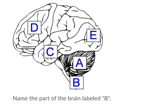 Name the part of the brain labeled "B". Question 17 options: A. medulla-example-1