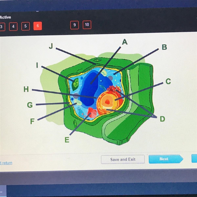 Consider this plant cell which organelles is labeled F ?-example-1