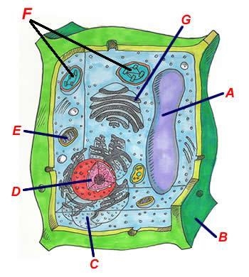 Label the pant cell.-example-1