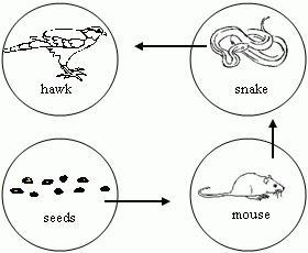 Which organism shown will get most of the available energy that is in the seeds? Group-example-1