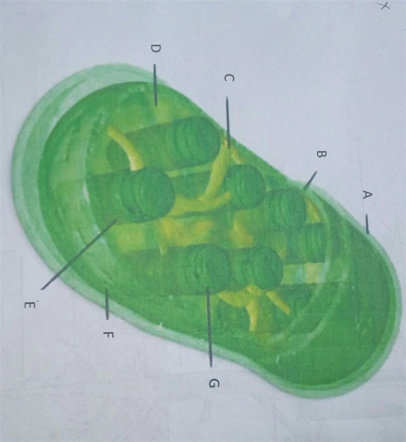 What is the image taken from the electron microscope shown in this figure which called-example-1