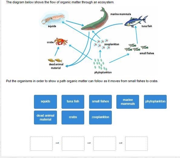 The diagram below shows the flow of organic matter through an ecosystem. Put the organisms-example-1