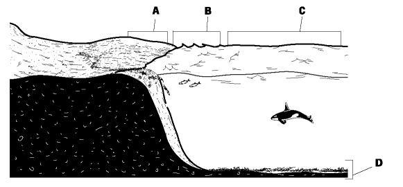 In the figure above, which letter represents the neritic zone?-example-1