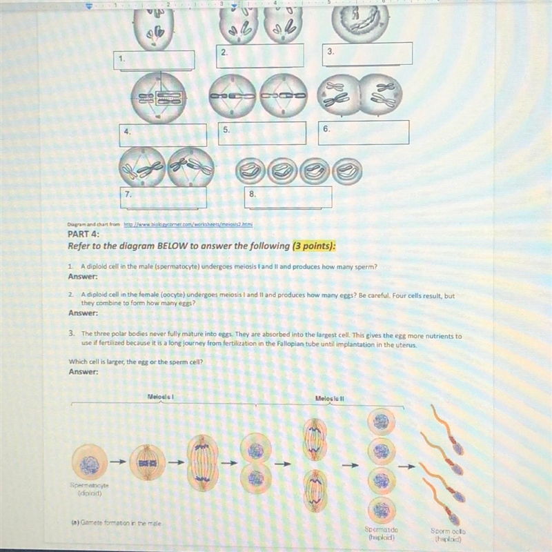 Please help me ! this is meiosis and mitosis-example-1