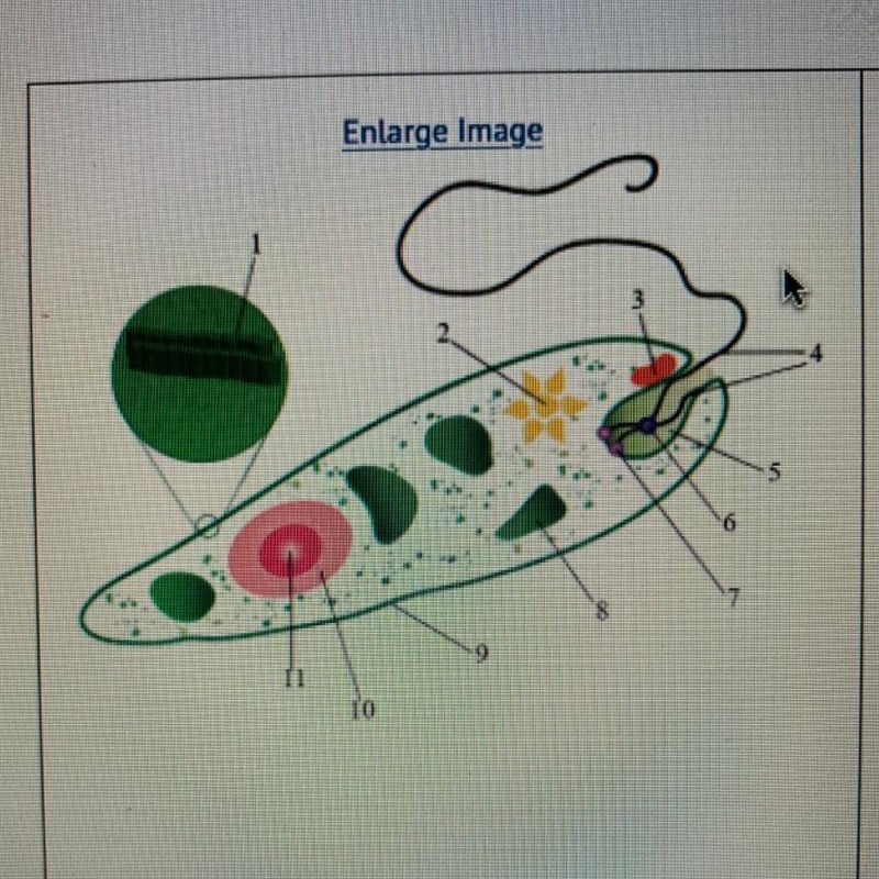 Euglena, a unicellular freshwater protist, is shown above. Which pair of lettered-example-1