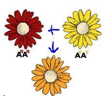 What type of genetic variation is demonstrated below? Question 4 options: codominance-example-1