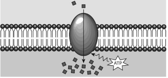 A type of cellular transport is shown. Which description best identifies this type-example-1