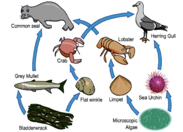 Which is a 1) Carnivore ________ 2) Herbivore _______ 3) Producer ________ 4) Primary-example-1