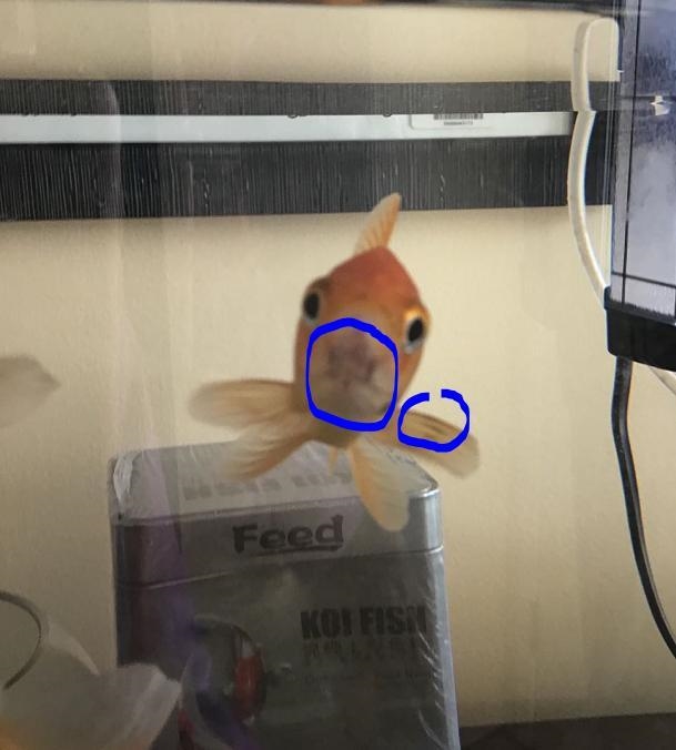 One of my fish has some kind of dirt on it. What is it and how to treat it?-example-1