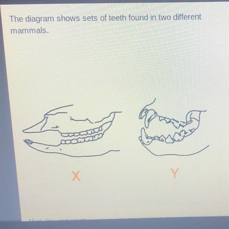 What does each mammal most likely eat? The diagram shows sets of teeth found in two-example-1