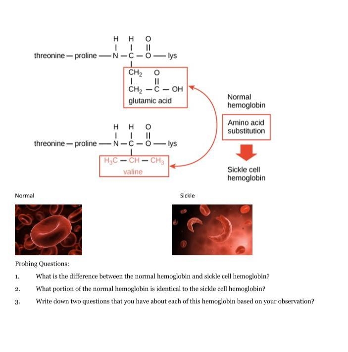 Probing Questions: 1. What is the difference between the normal hemoglobin and sickle-example-1