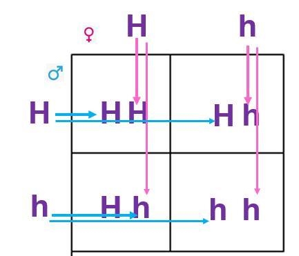 Look at the Punnet square above. Mom and dad are both heterozygous (have 1 dominant-example-1