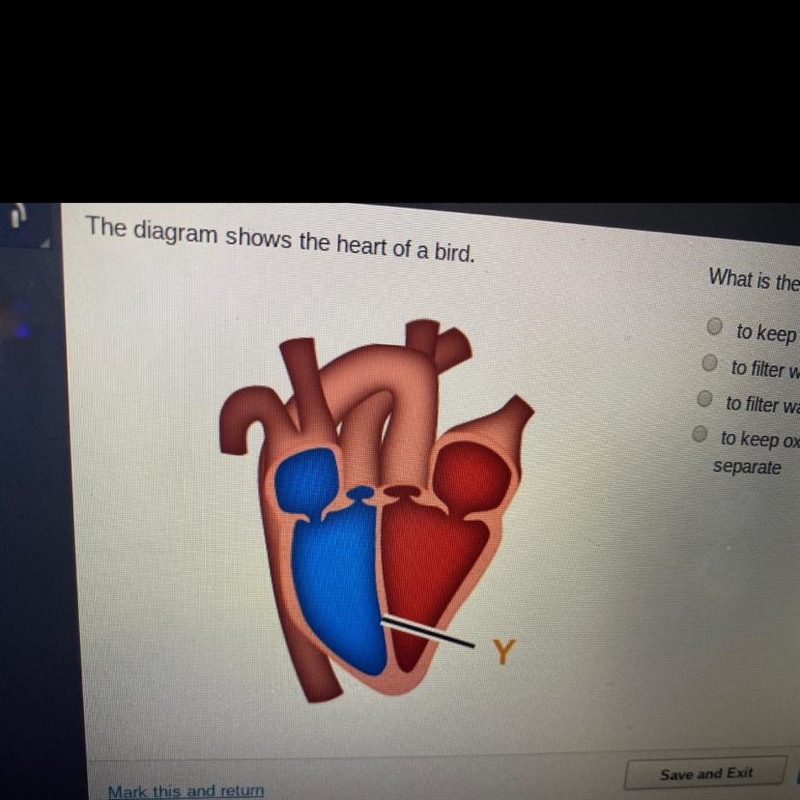 What is the function of the structure labeled Y? A.to keep orygen-rich blood and oxygen-example-1