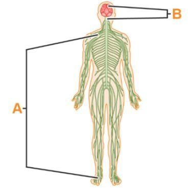 Use the diagram to identify the parts of the nervous system. Label A is pointing to-example-1