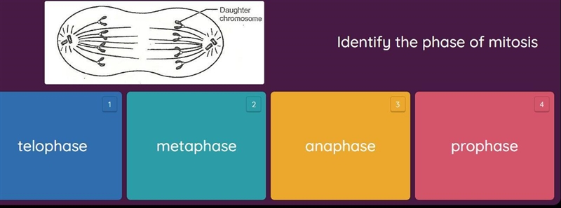 Identify the phase of mitosis?-example-1