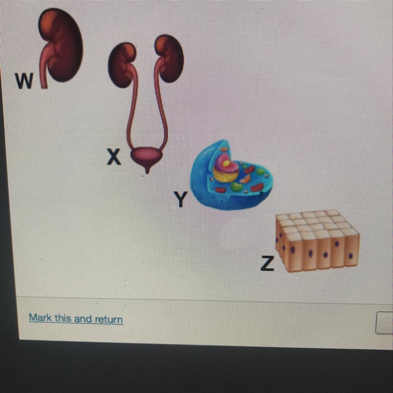 Which is the second smallest level of organization? The diagram shows structures that-example-1