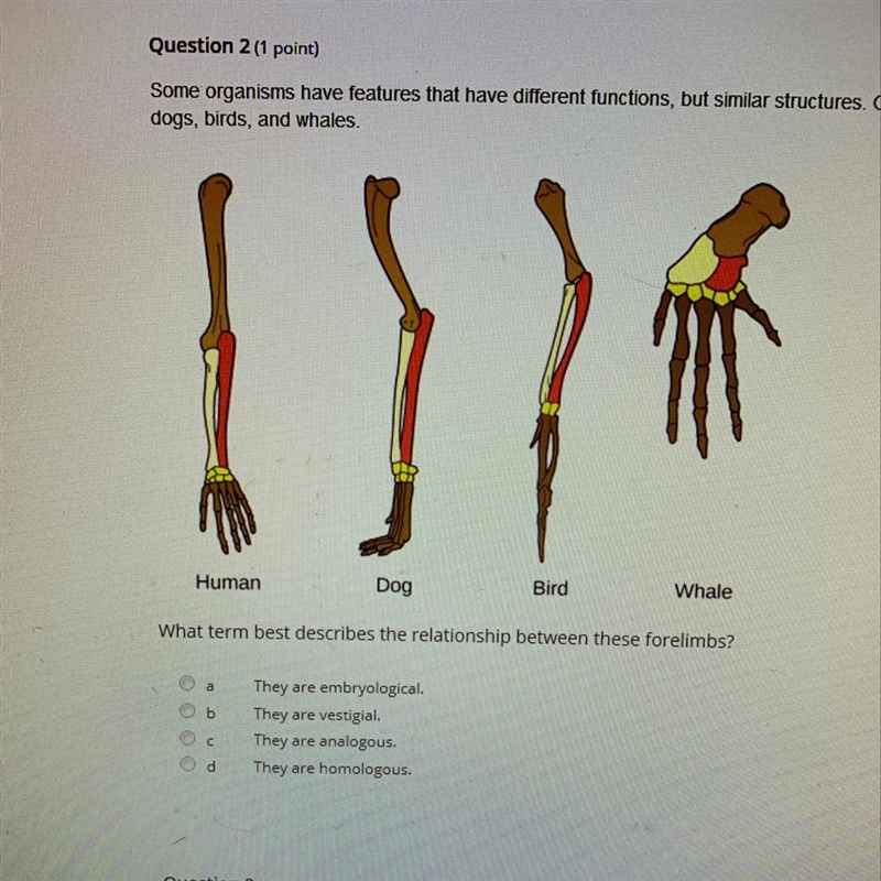 What term best describes the relationship between these forelimbs-example-1