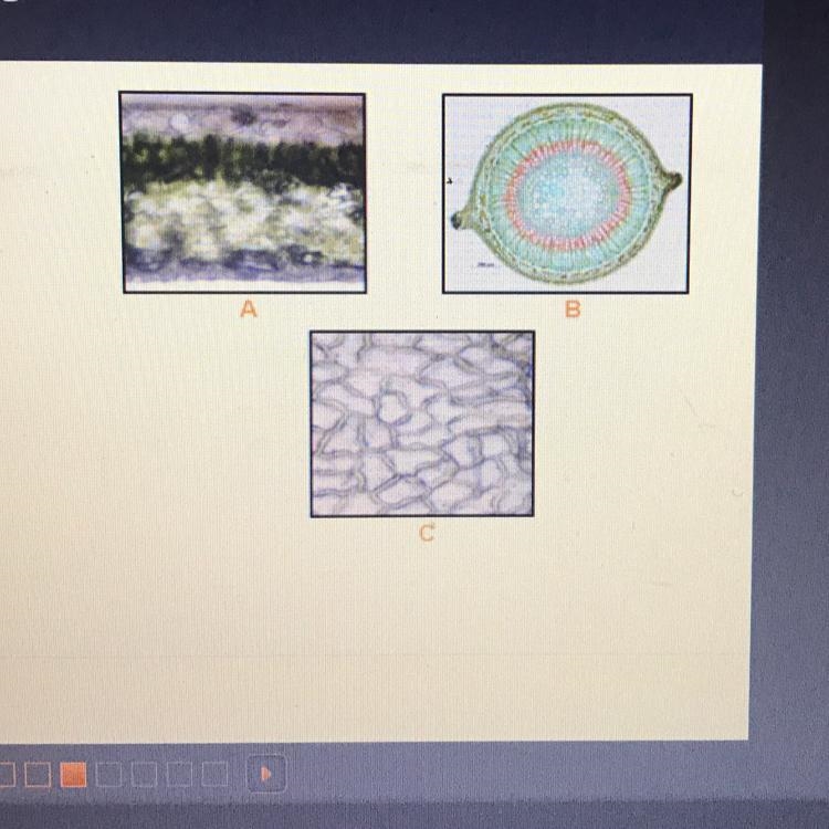 Identify the plant tissues in the three images A B C-example-1